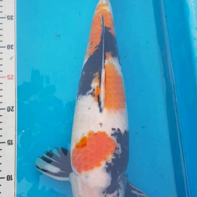 Showa male 45 bu