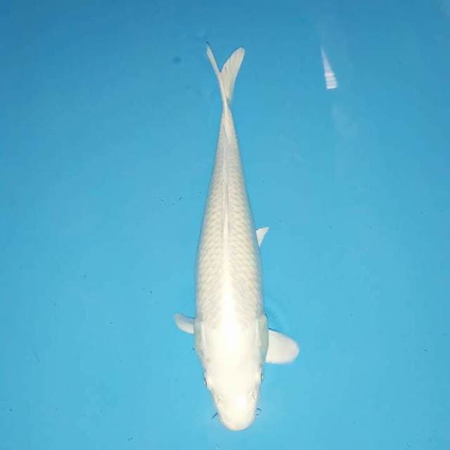 Platinum 32 cm