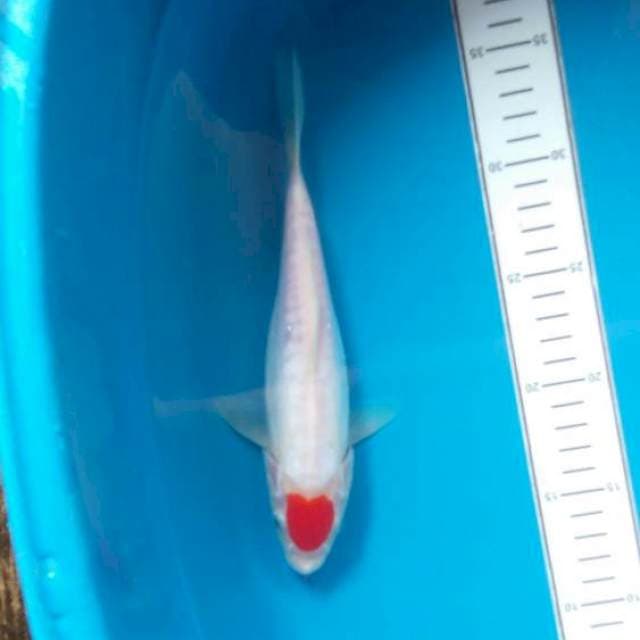 Tanco original 23cm