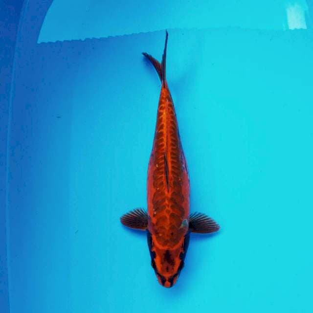 1. Big Kikoryu || 36 cm