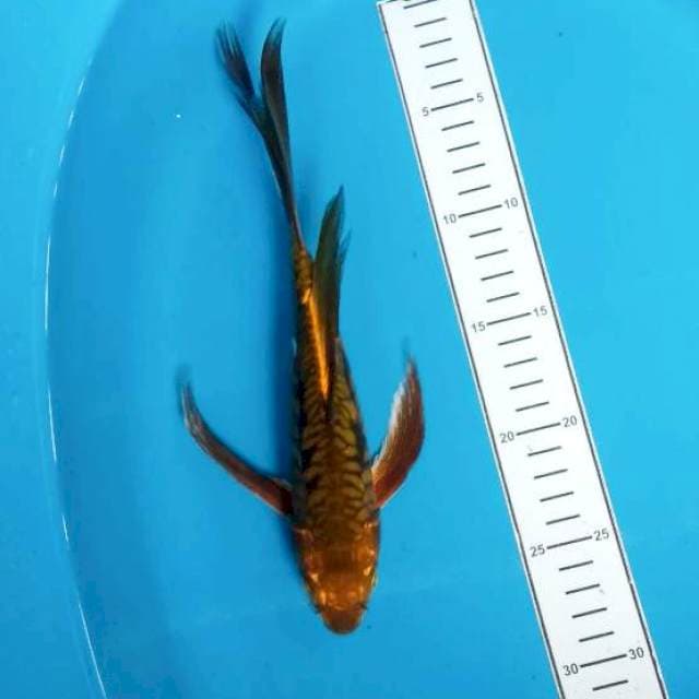 Kumpay 27cm