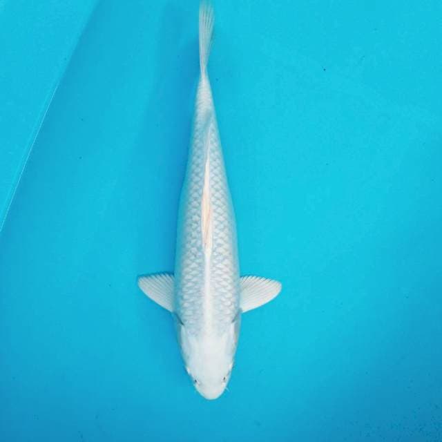 2. Platinum Salju || 30 cm