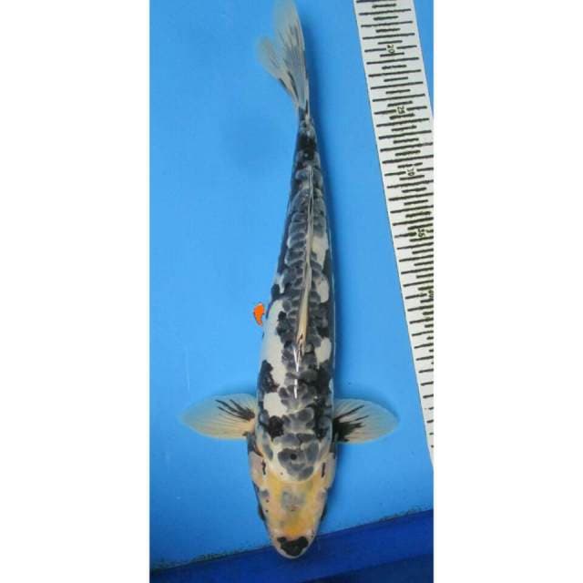 Antik 41 cm
