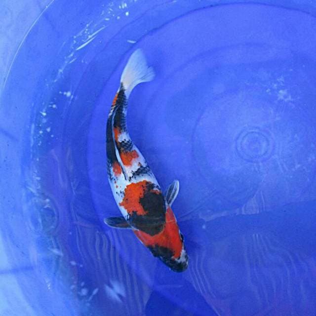 Showa ±27cm