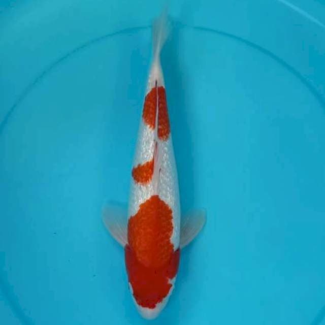 Kohaku