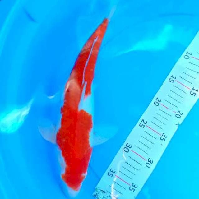 Kujaku 37 cm