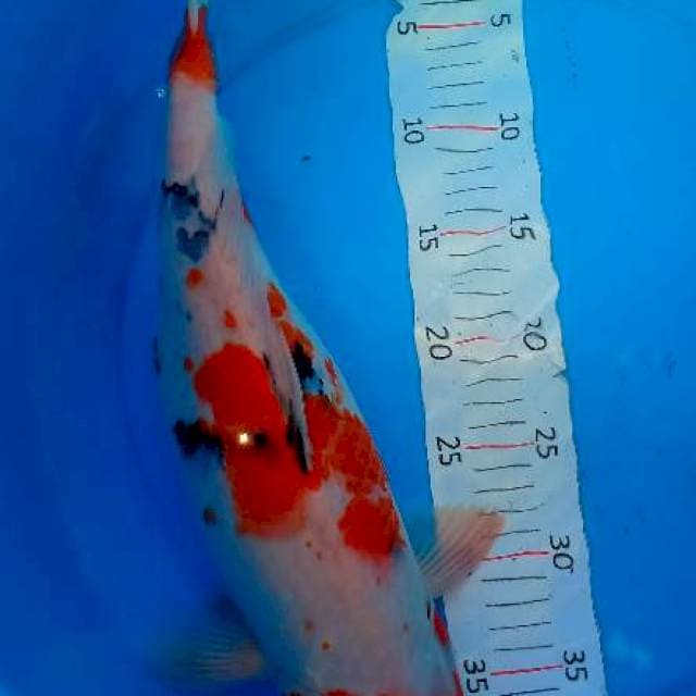 Sanke 43 cm