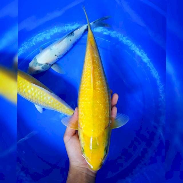 Karashi Gindrin 37 cm