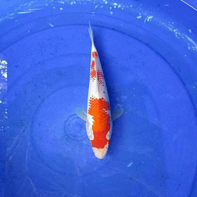 Kohaku kanoko ±25cm
