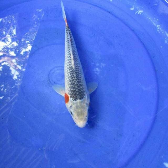 Yamarumi ±27cm