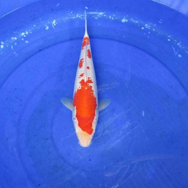 Kohaku ±28cm