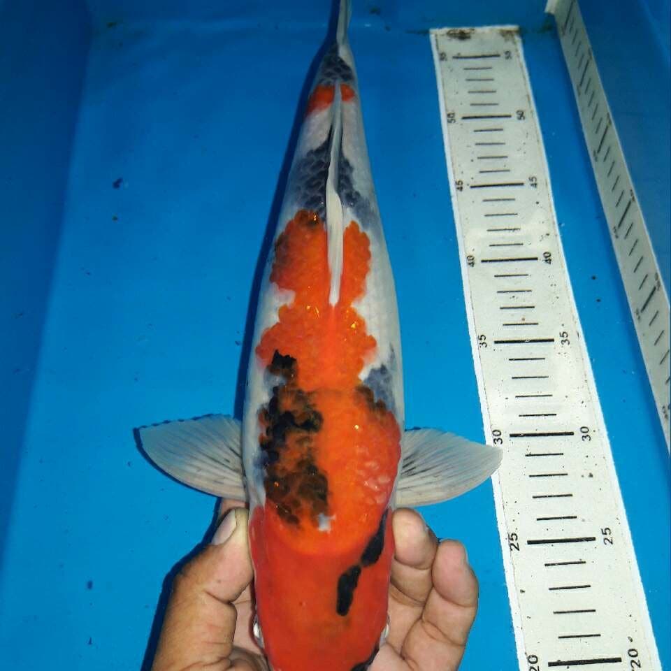 Showa f1 momotaro tategoi prospek bagus