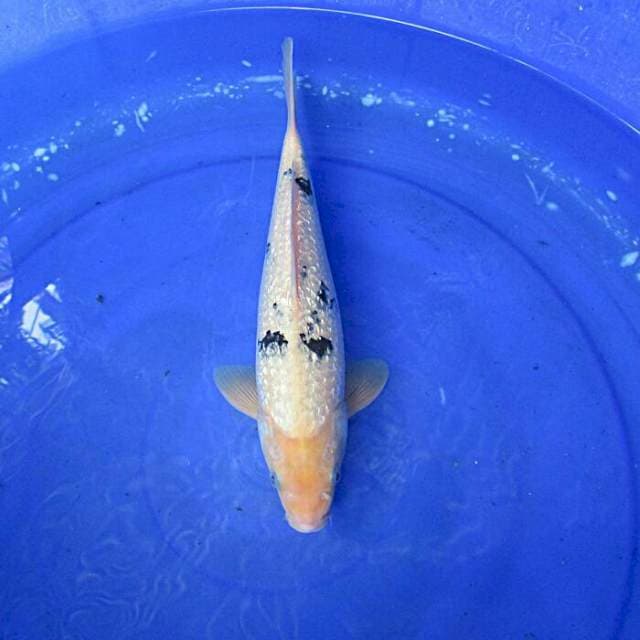 Ginrin B ±30cm