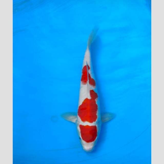 cust fish auction kohaku import 30bu merah darah