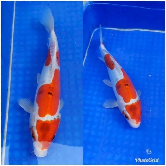 Red Kujaku