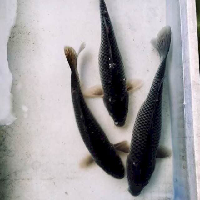 Black penjinak kolam