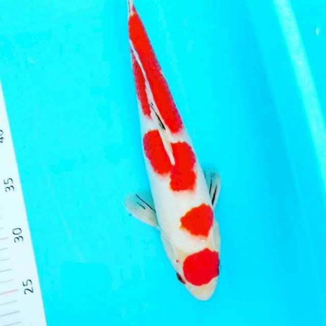 Maruten sanke 35cm