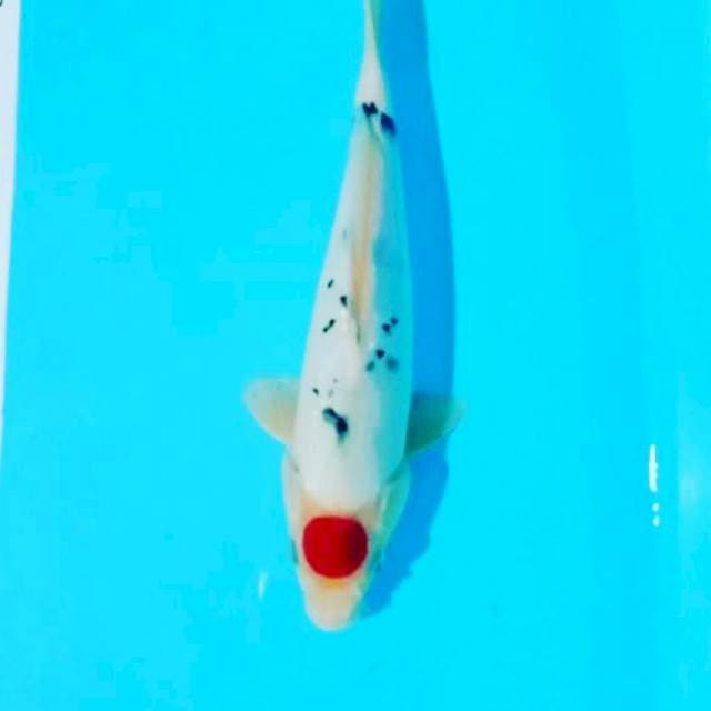Tancho sanke 28cm