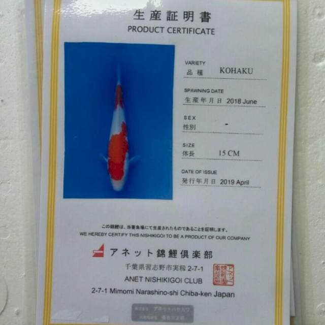 Kohaku marusei