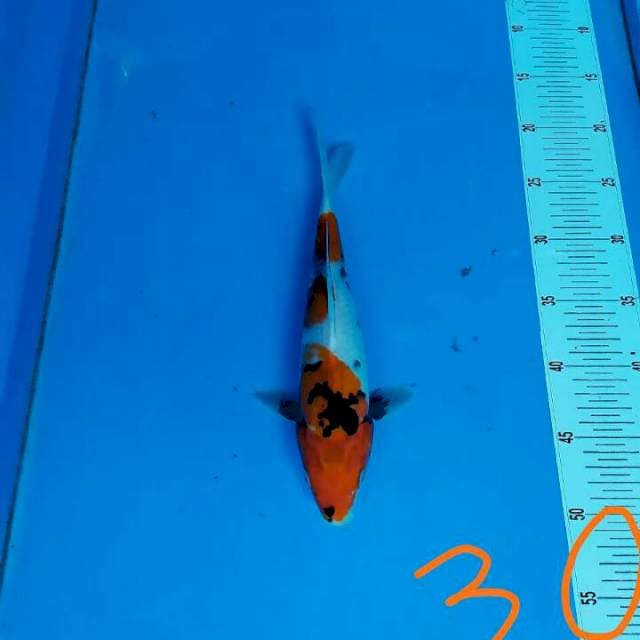Sanke HQ 30 cm