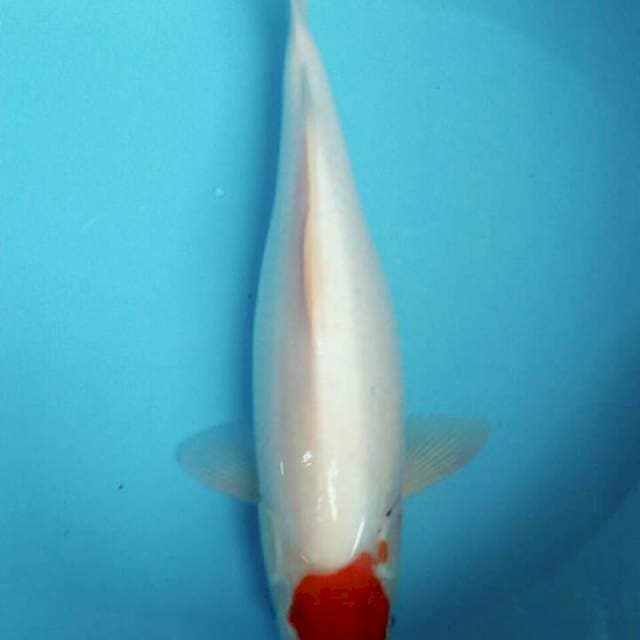 Tancho super 33cm