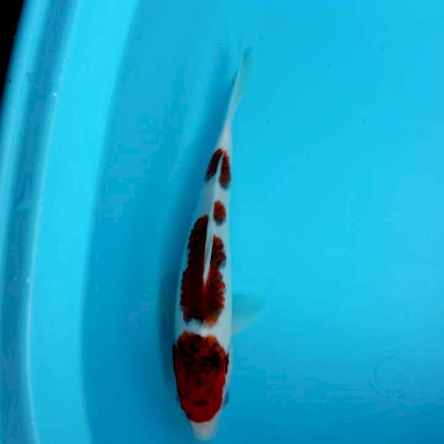 ANGGUR MERAH