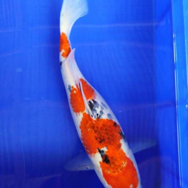 Koromo sanke 38cm H W C (S of T)