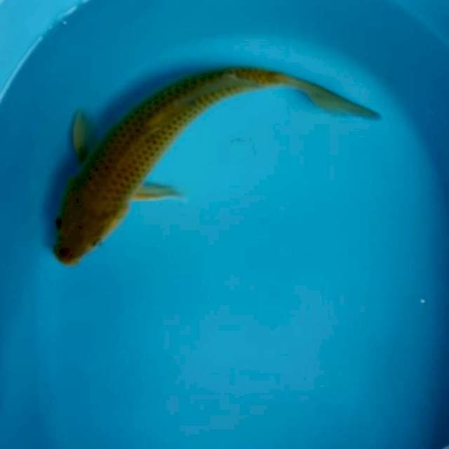 Midori ijo