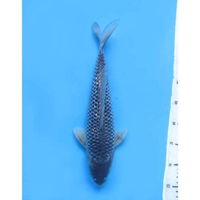 Hajiro Ginrin Antik, Male , Male - 38cm