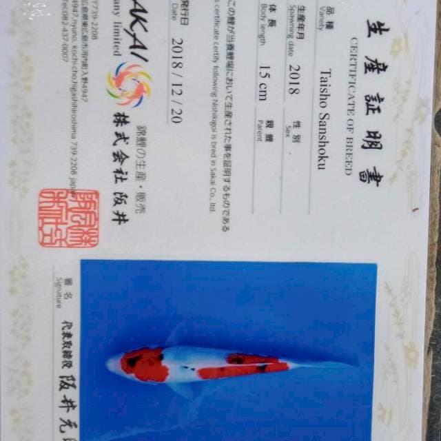 Sanke import tategoi