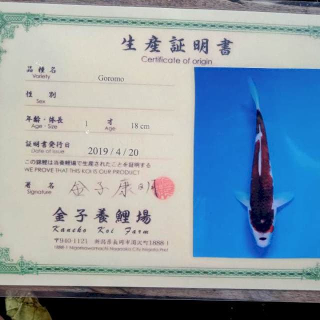 Goromo obral serti kaneko import