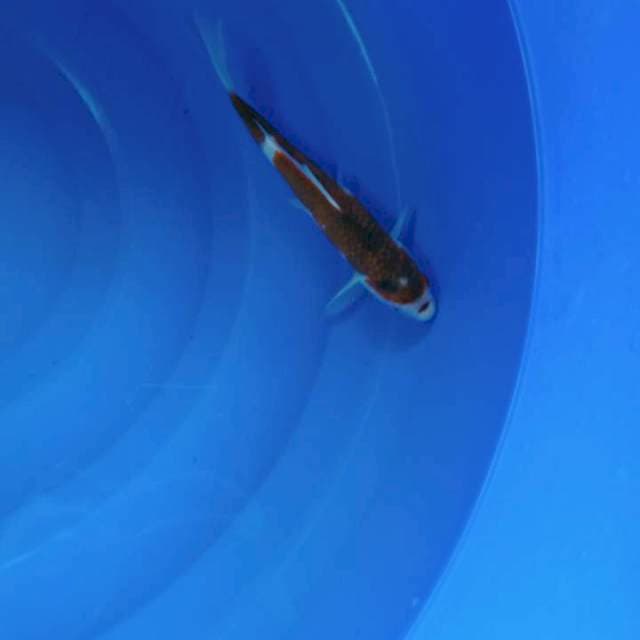 Goromo obral serti kaneko import