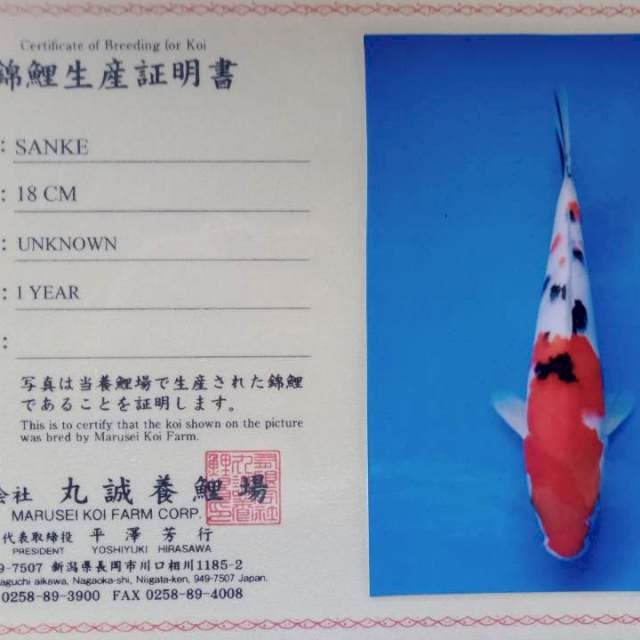 Sanke import serti marusei