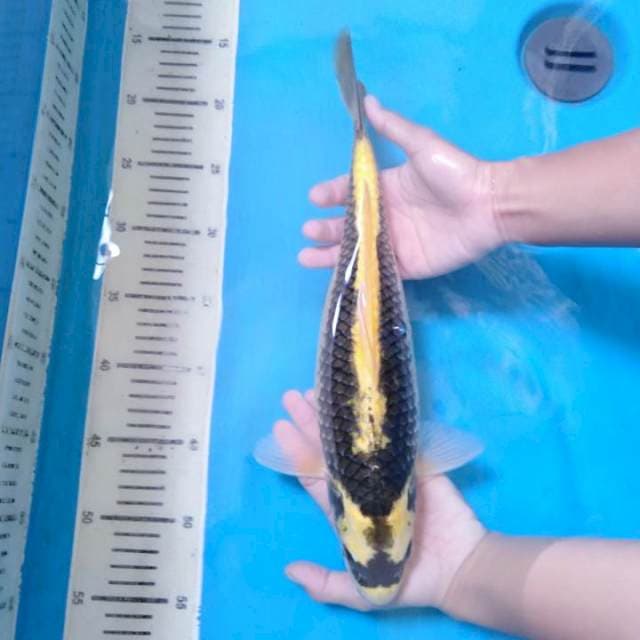 35 cm Bodi Jumbo Kin Kabuto