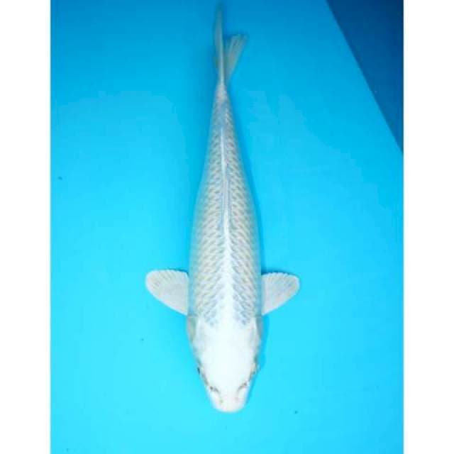 PLATINUM 32 CM