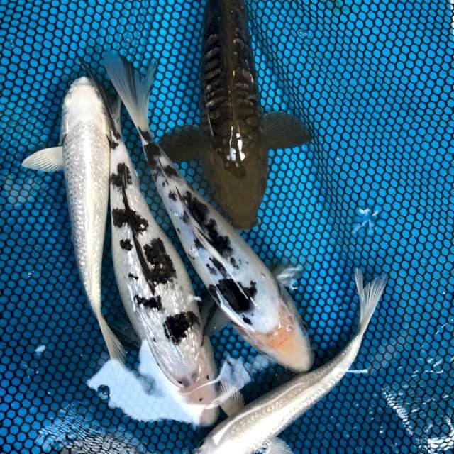 Koi Mix 5ekor