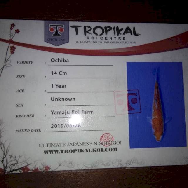 Ochiba 14cm (Yamaju). Import dan Sertifikat