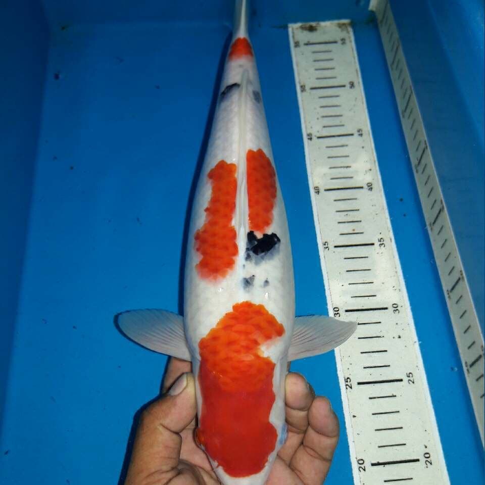 Sanke f1 bakat jumbo