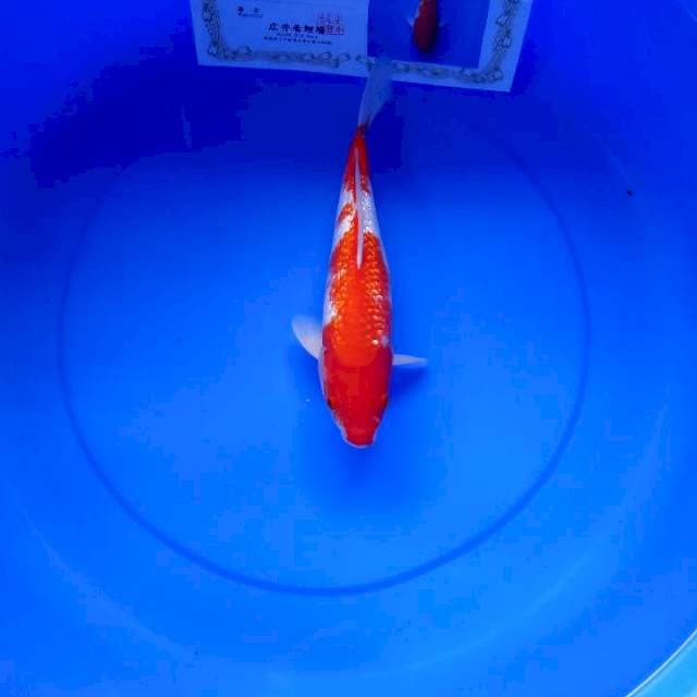 Kohaku gindrin hiroi import