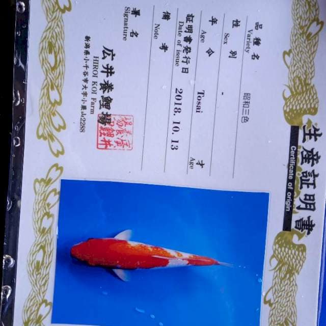 Kohaku gindrin hiroi import