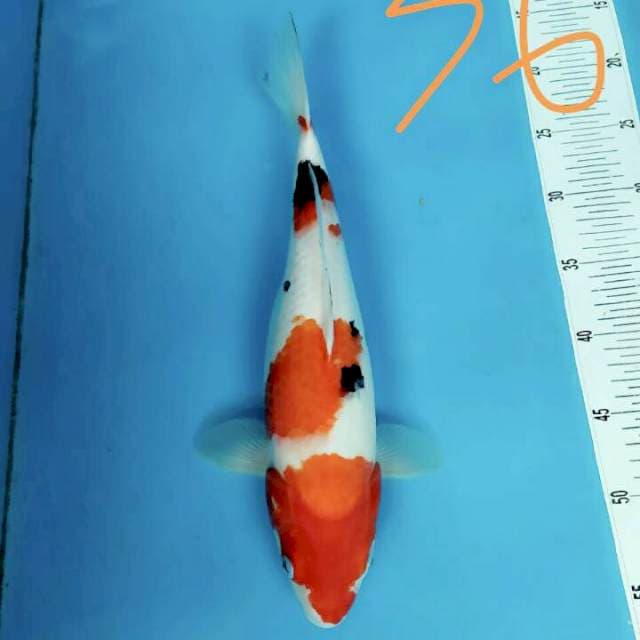 Sanke HQ 36cm