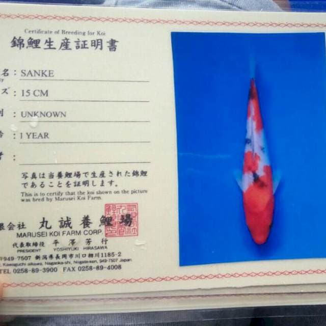 Sanke marusei