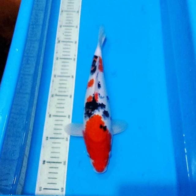 35cm sanke bagus