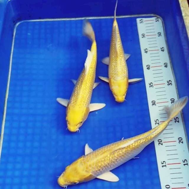 Yamabuki ginrin halus