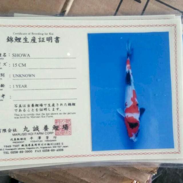 Showa marusei