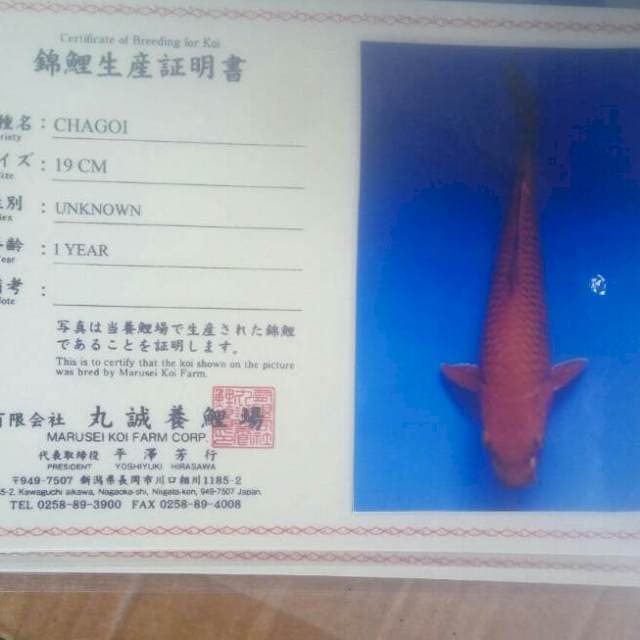 Chagoi marusei