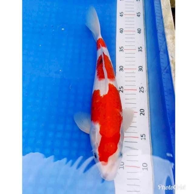 Kohaku original (ada titik hitam)