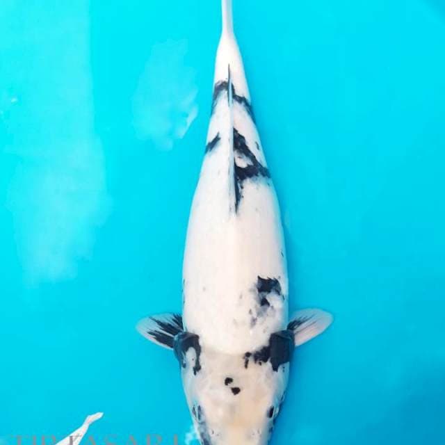 Jumbo Shiro 40 cm