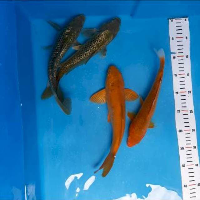 Penjinak kolam