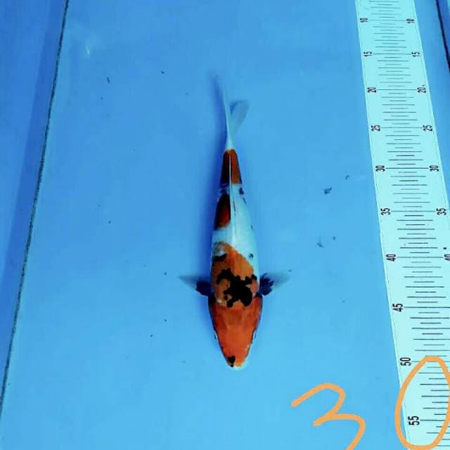 Sanke ready for contest 30cm